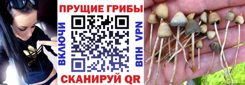 купить наркоту  Ельня  МЕГА рабочий сайт  Галлюциногенные грибы Psilocybe 